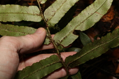 Blechnum wattsii