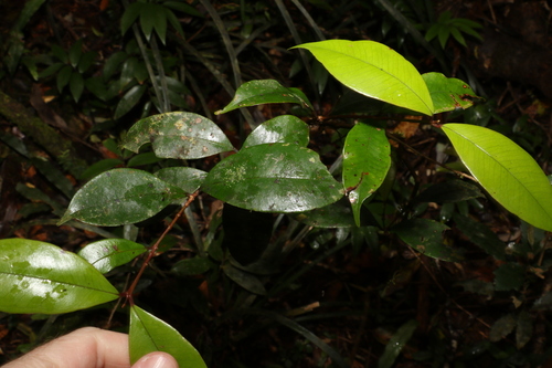Image of Syzygium nebulosum by (c) Greg Tasney, some rights reserved (CC BY-SA)
