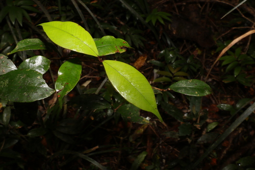 Image of Syzygium nebulosum by (c) Greg Tasney, some rights reserved (CC BY-SA)