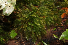 Pyrrhobryum paramattense