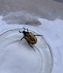 Chondropyga dorsalis