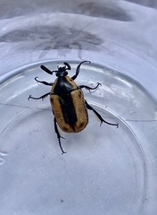 Chondropyga dorsalis