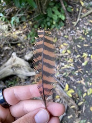 Gallirallus australis