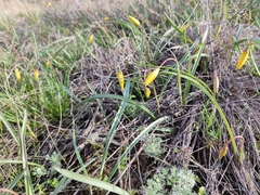 Tulipa sylvestris australis