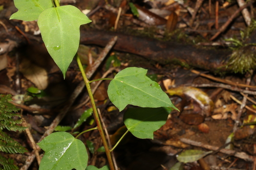 Image of Berberidopsis beckleri by (c) Greg Tasney, some rights reserved (CC BY-SA)