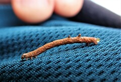 Austrocidaria gobiata