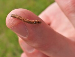Austrocidaria gobiata