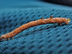 Austrocidaria gobiata