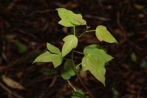Image of Berberidopsis beckleri by (c) Greg Tasney, some rights reserved (CC BY-SA)