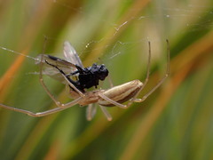Tetragnathidae
