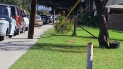 Sciurus niger