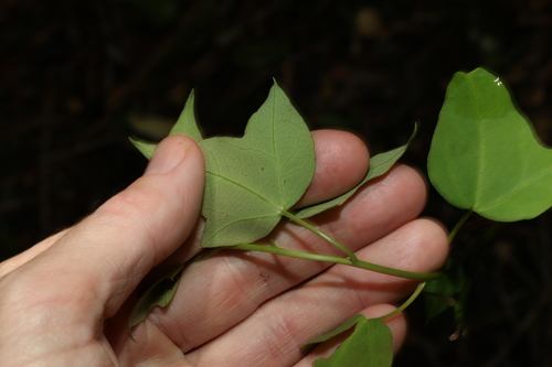 Image of Berberidopsis beckleri by (c) Greg Tasney, some rights reserved (CC BY-SA)
