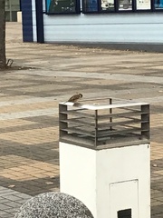 Passer montanus saturatus