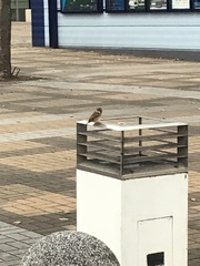 Passer montanus saturatus