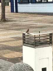 Passer montanus saturatus