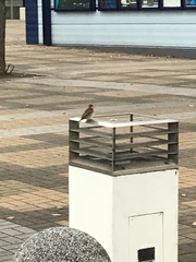 Passer montanus saturatus