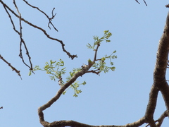 Schrebera swietenioides