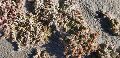 Mesembryanthemum nodiflorum
