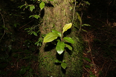 Quintinia sieberi