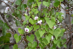 Ipomoea amnicola