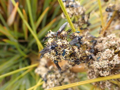 Dilophus nigrostigma