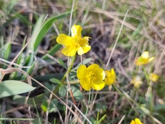 Ranunculus polyrhizos
