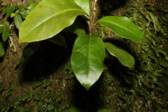 Quintinia sieberi