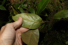 Quintinia sieberi