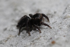 Habronattus