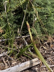 Gallirallus australis