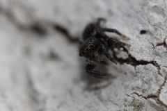 Habronattus