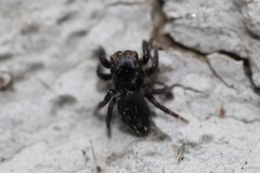 Habronattus