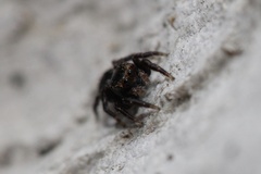 Habronattus