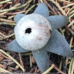 Astraeus hygrometricus