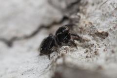 Habronattus