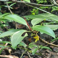 Rhizophora apiculata