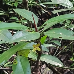 Rhizophora apiculata