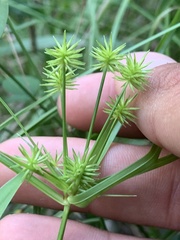 Cyperus croceus