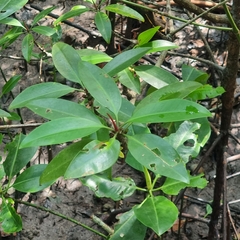 Rhizophora apiculata