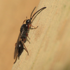 Proctotrupidae