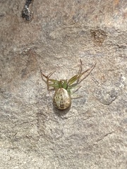 Diaea ambara