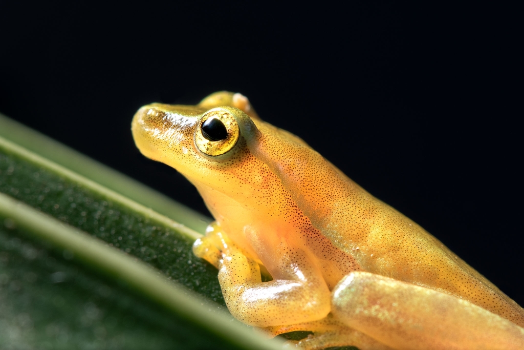 Dwarf Mexican Treefrog