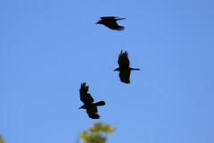 Corvus mellori