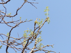 Schrebera swietenioides