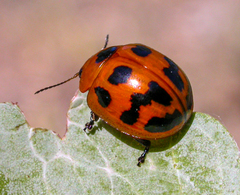Paropsisterna octomaculata