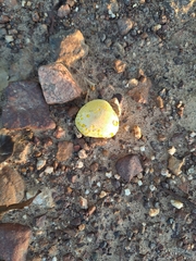 Lycoperdon pratense