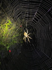Eriophora ravilla