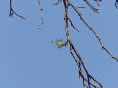 Schrebera swietenioides