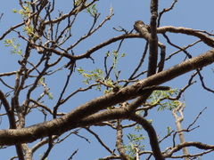 Schrebera swietenioides