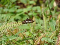 Noctuana lactifera